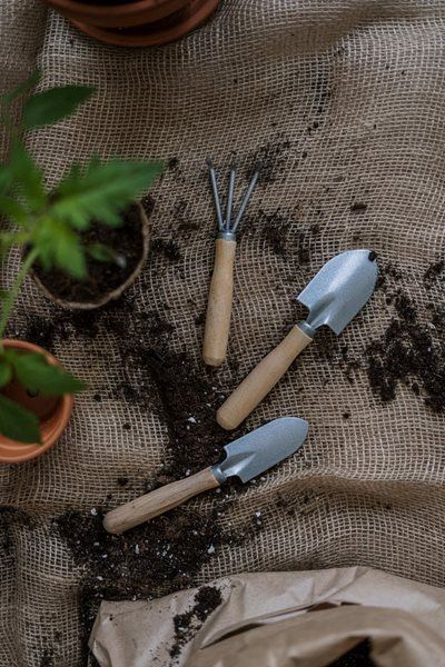 Sow your own superfoods