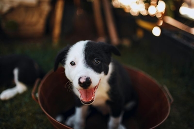 Spay the way forward - sterilise your pet 