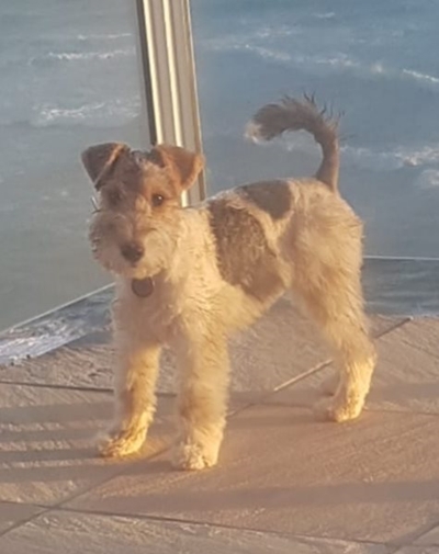 Please help find Molly