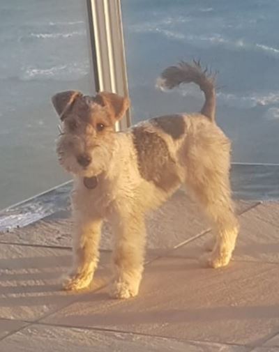 Please help find Molly