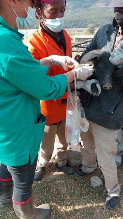 NCC Pilot Vaccination Project Evaluation