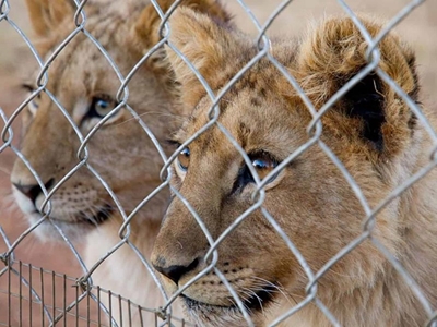 Public urged to comment on canned lion hunting ban draft policy