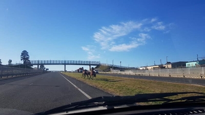 Perde op die N2