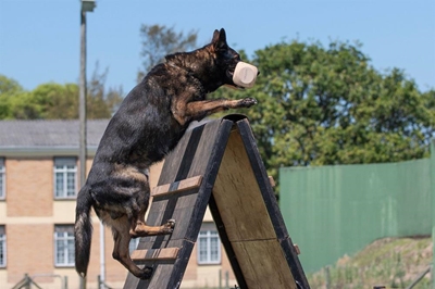 New dog club hosts first Kusa trial