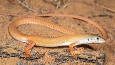 Rare lizard spotted in Western Cape for the second time ever