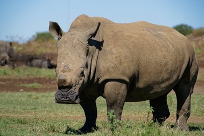 Poverty the main driver behind poaching in SA, study finds