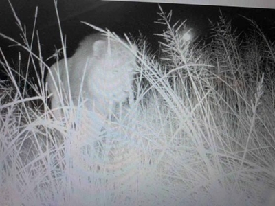 Lion on the loose in KZN