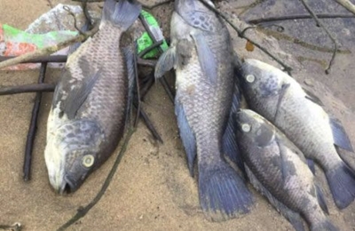 Cornubia chemical spill: Residents warned to refrain from eating seafood