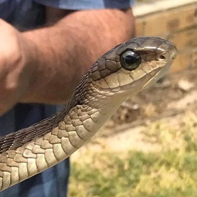 The 'boomslang' explained