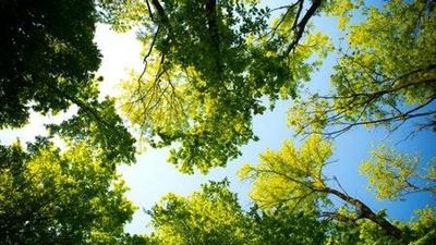 Trees can ‘positively influence mental health’