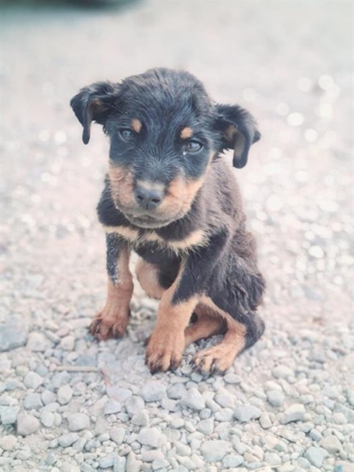 Strict adoption criteria in pets' best interests