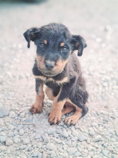 Strict adoption criteria in pets' best interests