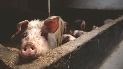 Disease facts: African Swine Fever