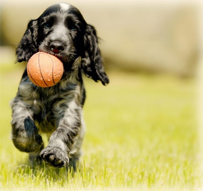 Signs that your garden is too small for your dog