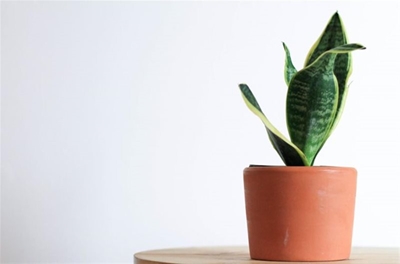 5 Houseplants you can propagate from just a single leaf