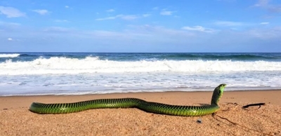 Boomslang spotted on beach