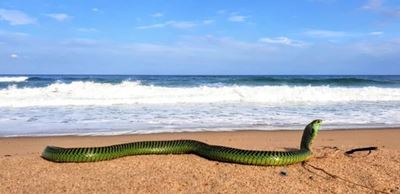 Boomslang spotted on beach