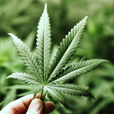 Sanca warns about dangers of dagga