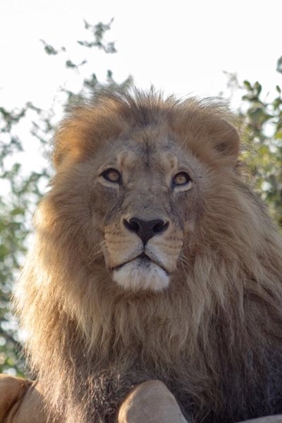 Lions maul man at north game reserve