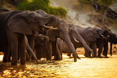 Best spots in Botswana for a safari 