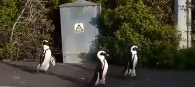 Penguins spotted roaming the empty streets of Simon’s Town