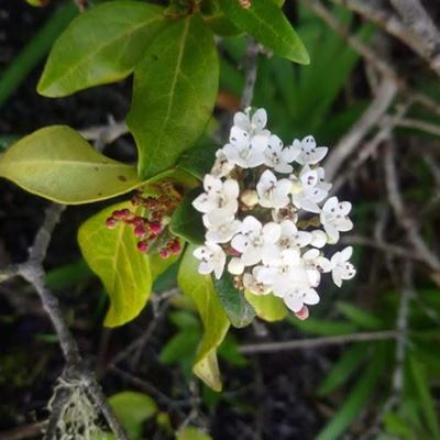 Blommevonds onthul in Groot Brak se stasietuin