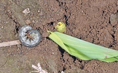 Growing evidence of chemical resistance in cutworm