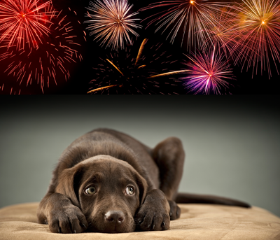 Keep pets safe on Guy Fawkes Night 