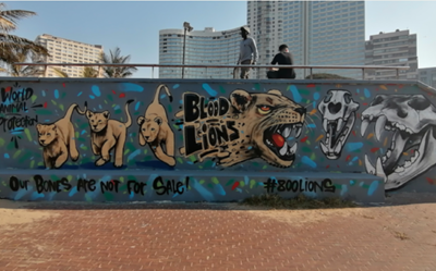 Blood Lions launches global awareness campaign on World Lion Day