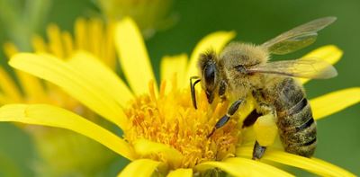 Hive thinking: Beekeeping makes a buzz in Ivory Coast 