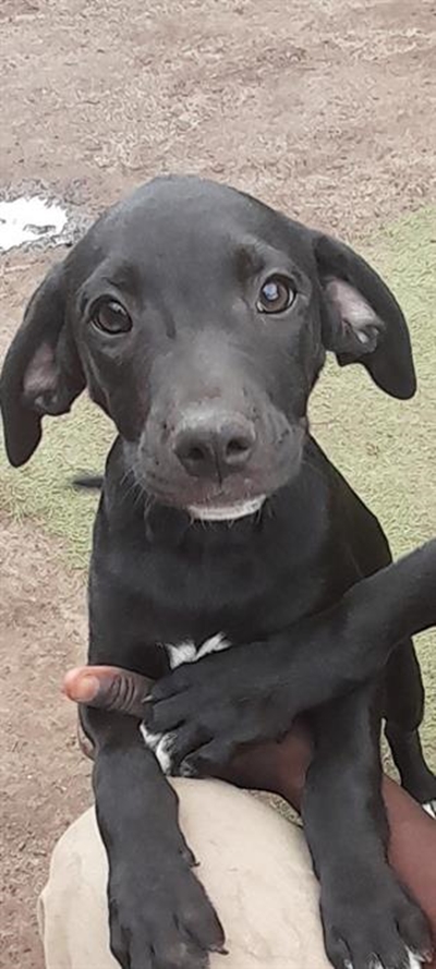 Puppies at Odin