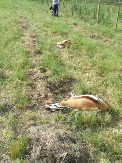 Dooie springbokke 'n kopkrapper