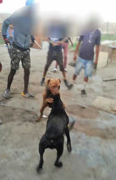 Trial date set for dog-fight accused