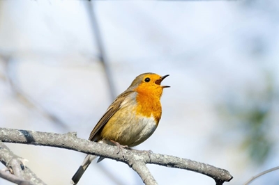 Wie sing in my tuin?