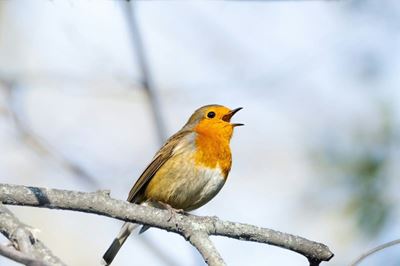Wie sing in my tuin?