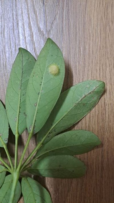 Cocoon identified