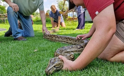 4.1m long python swallows pit bull whole