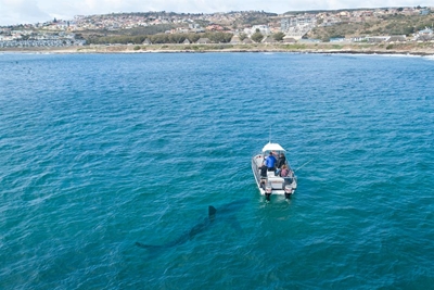'Shark scare' just a prank