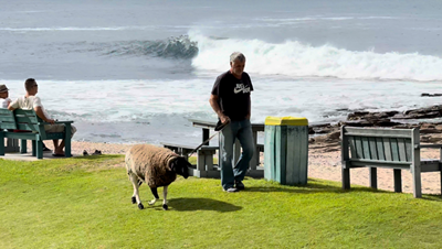 Skaap hou sy lyf hond by die see