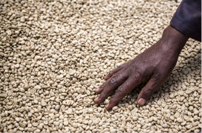 Coffee price slump leaves farmers earning less than a cent a cup