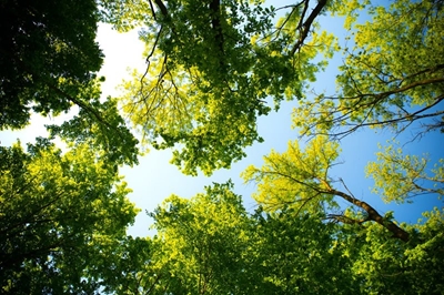 Mission green: SA on track to plant 10 million trees