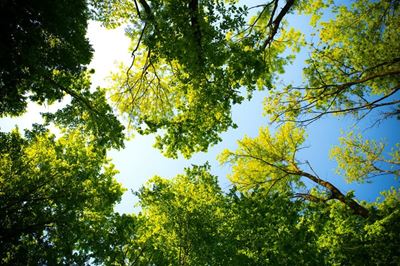 Mission green: SA on track to plant 10 million trees