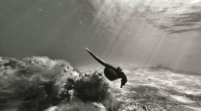 Knysna seahorse alive and well in Keurbooms