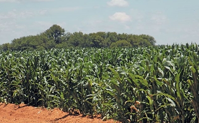 FAO declares 2020 International Year of Plant Health