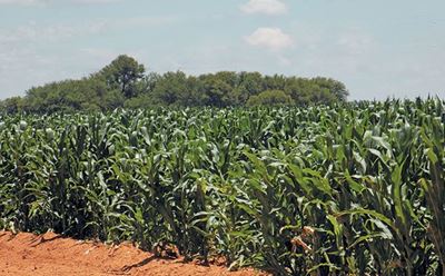 FAO declares 2020 International Year of Plant Health