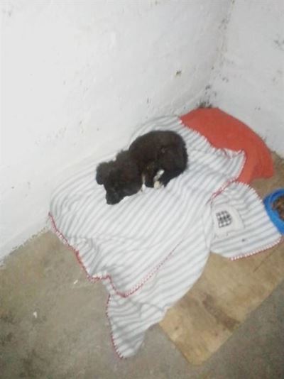 Two dogs left for dead in Kroonvale