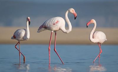 Pretty flamingo!