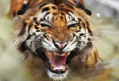Bangladesh tiger population on the rise after intense poaching crackdown