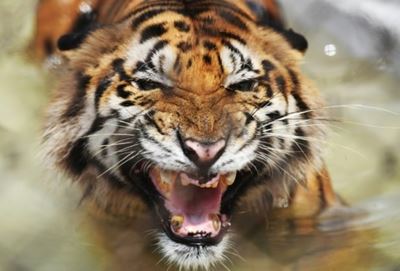 Bangladesh tiger population on the rise after intense poaching crackdown