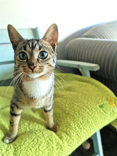 Best friends for adoption at the SPCA